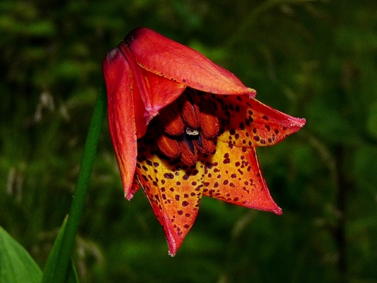 {Lilium grayi}